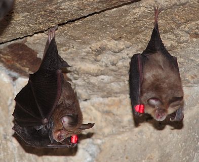 Chauve-souris baguées, male et femelle. Photo Tanguy Stoeckle