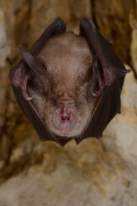 chauve-souris appartenant à l'espèce grand rhinolophe ; cohabiter dans les maison ; solution pour éviter le dérangement