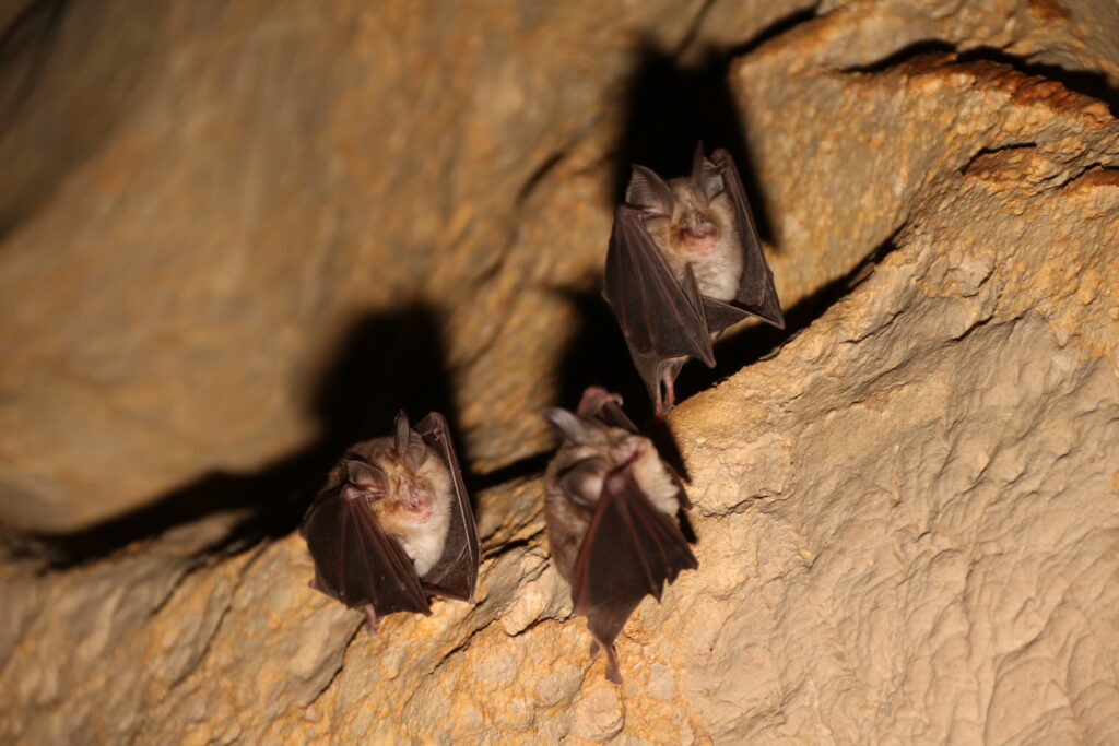 chauves-souris dans une cavité